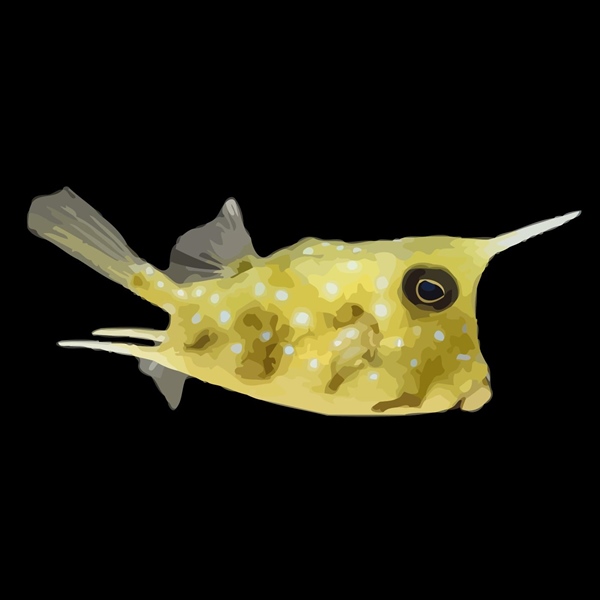 فرشته ماهی کورال بیوتی coral beauty angelfish