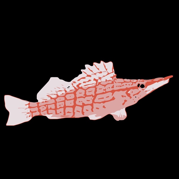 فرشته ماهی کورال بیوتی coral beauty angelfish