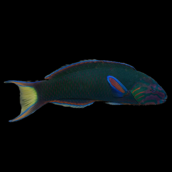 فرشته ماهی کورال بیوتی coral beauty angelfish