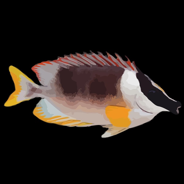 فرشته ماهی کورال بیوتی coral beauty angelfish