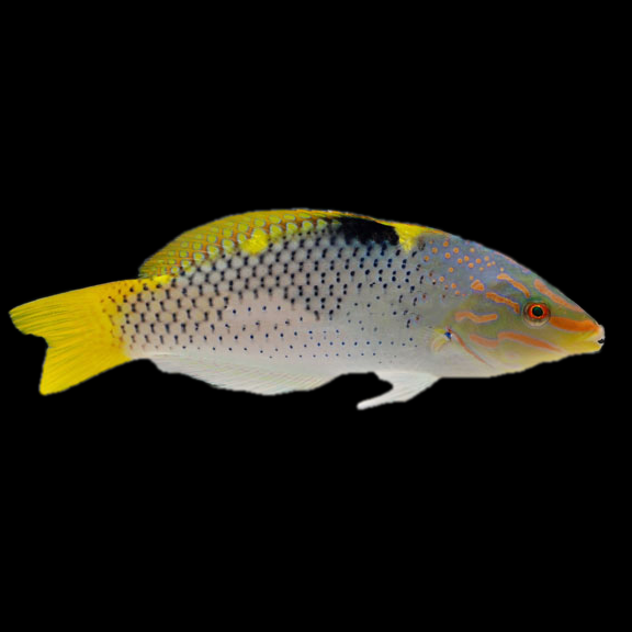 فرشته ماهی کورال بیوتی coral beauty angelfish