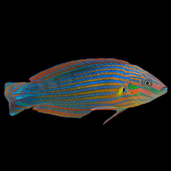 فرشته ماهی کورال بیوتی coral beauty angelfish