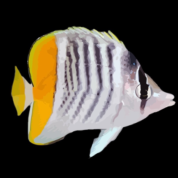فرشته ماهی کورال بیوتی coral beauty angelfish