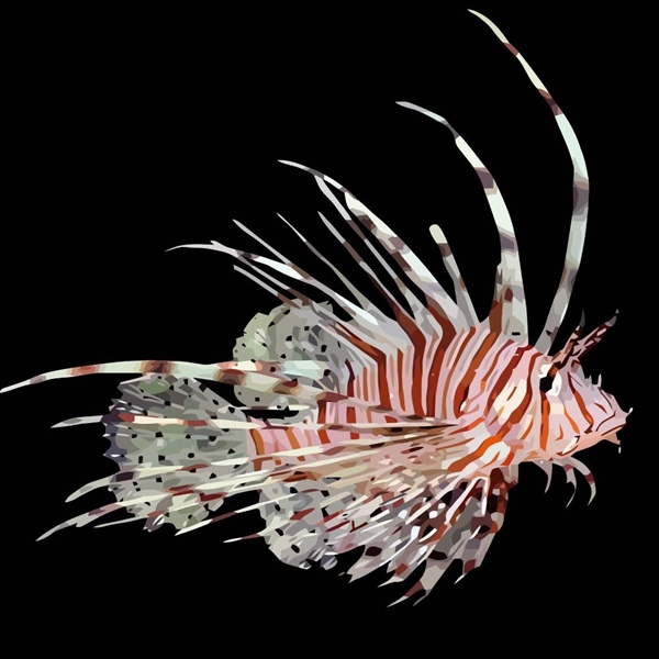 فرشته ماهی کورال بیوتی coral beauty angelfish