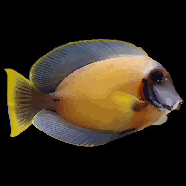 فرشته ماهی کورال بیوتی coral beauty angelfish