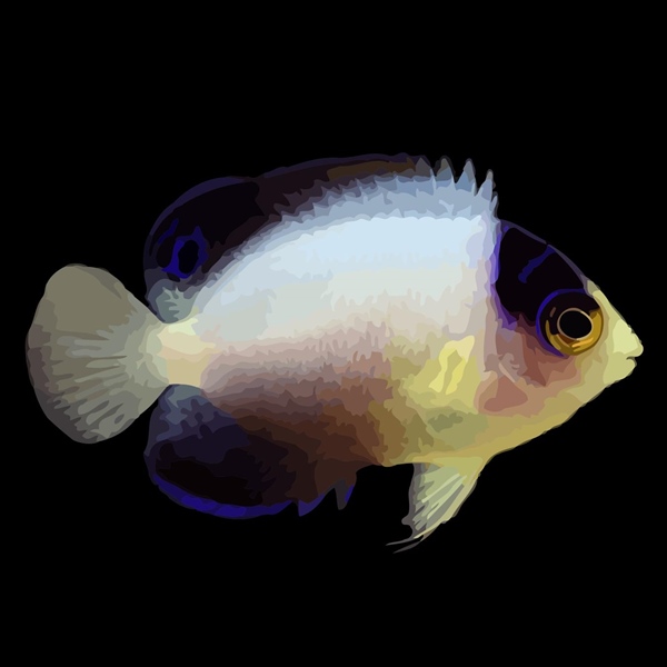 فرشته ماهی کورال بیوتی coral beauty angelfish