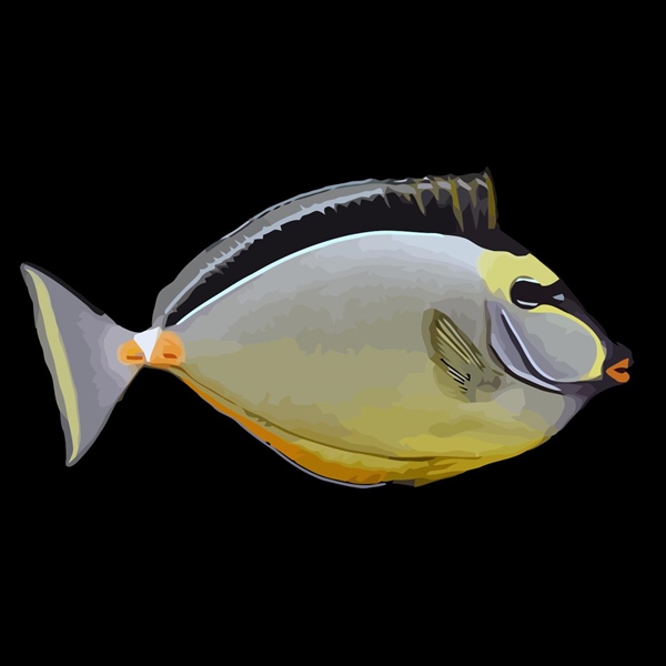 فرشته ماهی کورال بیوتی coral beauty angelfish
