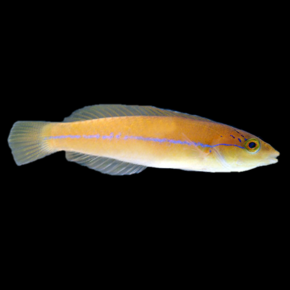 فرشته ماهی کورال بیوتی coral beauty angelfish