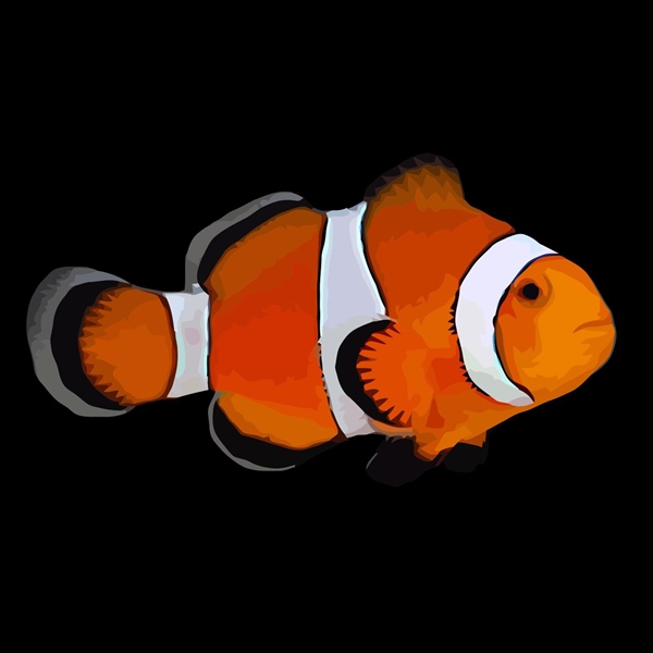 فرشته ماهی کورال بیوتی coral beauty angelfish