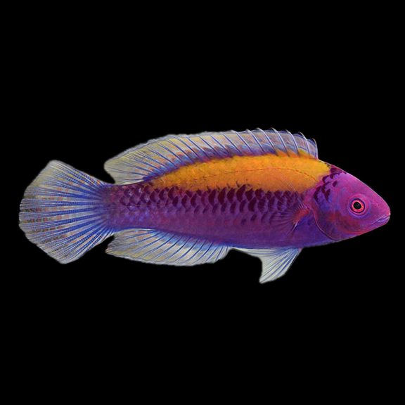فرشته ماهی کورال بیوتی coral beauty angelfish