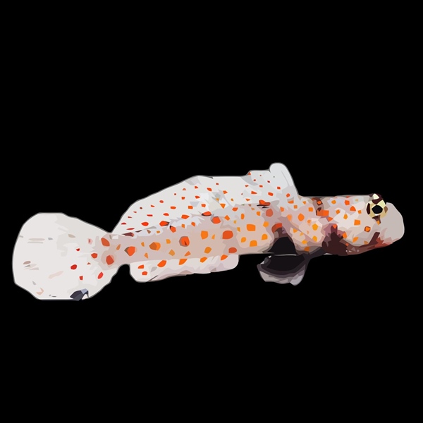 فرشته ماهی کورال بیوتی coral beauty angelfish