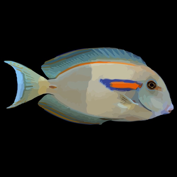 فرشته ماهی کورال بیوتی coral beauty angelfish