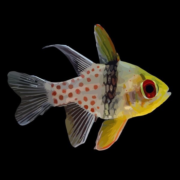 فرشته ماهی کورال بیوتی coral beauty angelfish