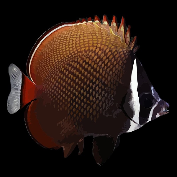 فرشته ماهی کورال بیوتی coral beauty angelfish