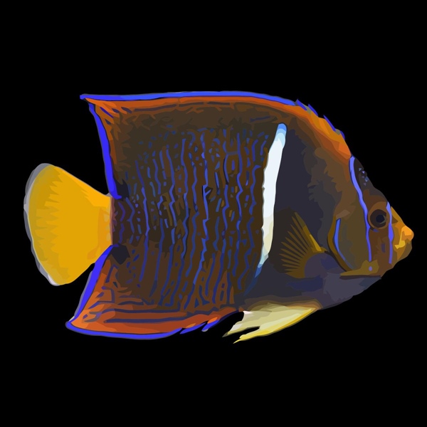 فرشته ماهی کورال بیوتی coral beauty angelfish