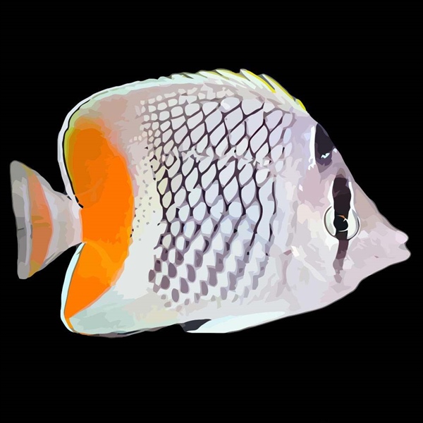 فرشته ماهی کورال بیوتی coral beauty angelfish
