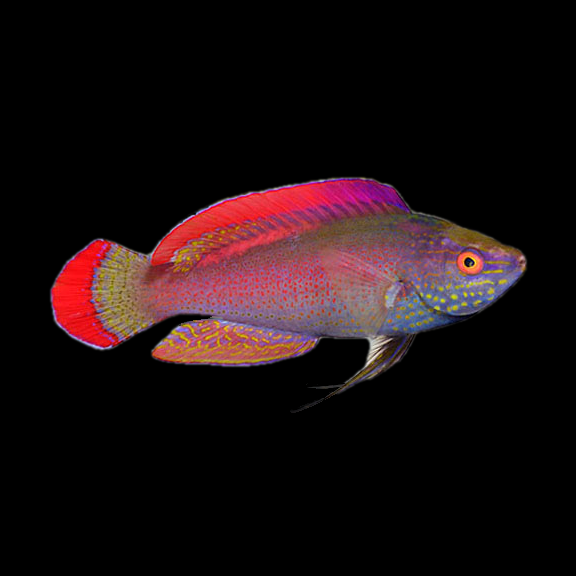 فرشته ماهی کورال بیوتی coral beauty angelfish