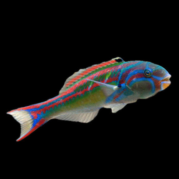 فرشته ماهی کورال بیوتی coral beauty angelfish