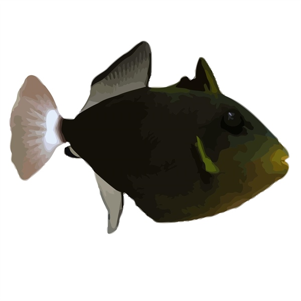 فرشته ماهی کورال بیوتی coral beauty angelfish
