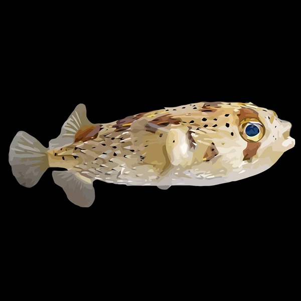 فرشته ماهی کورال بیوتی coral beauty angelfish