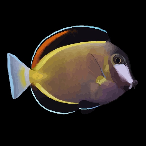 فرشته ماهی کورال بیوتی coral beauty angelfish
