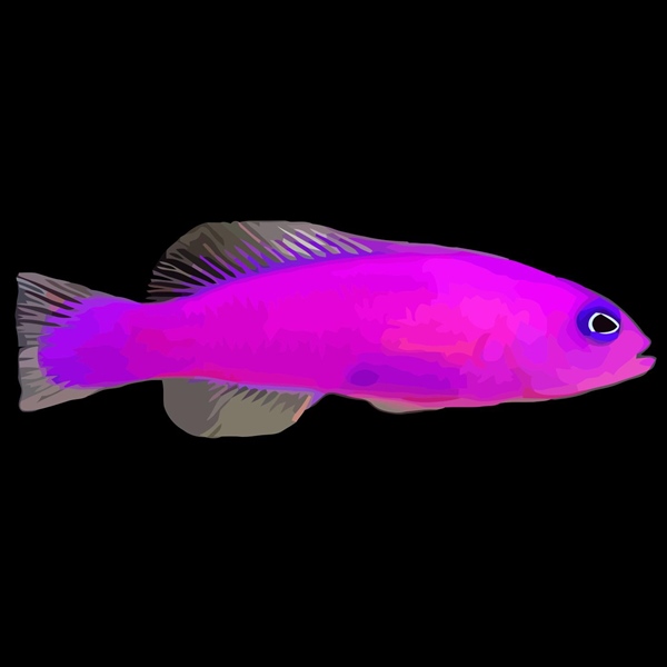 فرشته ماهی کورال بیوتی coral beauty angelfish