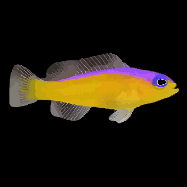 فرشته ماهی کورال بیوتی coral beauty angelfish