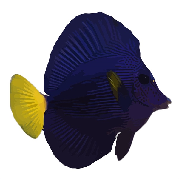 فرشته ماهی کورال بیوتی coral beauty angelfish