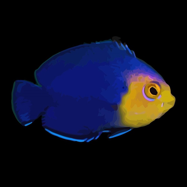 فرشته ماهی کورال بیوتی coral beauty angelfish