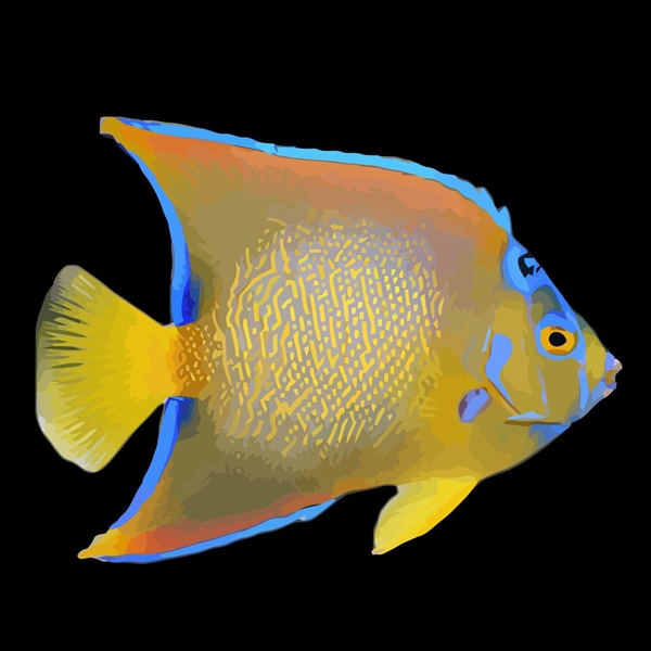 فرشته ماهی کورال بیوتی coral beauty angelfish
