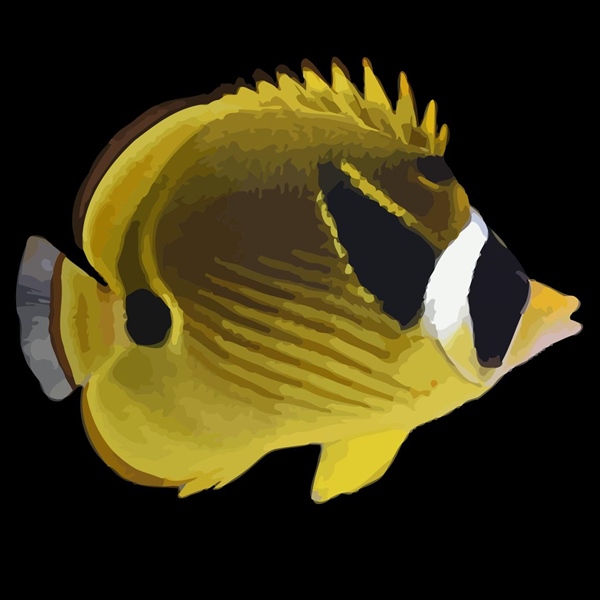 فرشته ماهی کورال بیوتی coral beauty angelfish