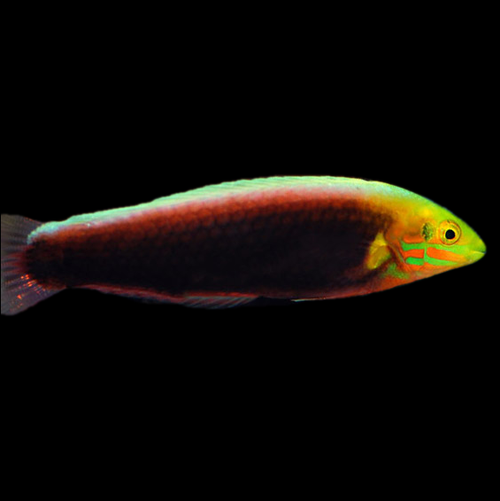 فرشته ماهی کورال بیوتی coral beauty angelfish