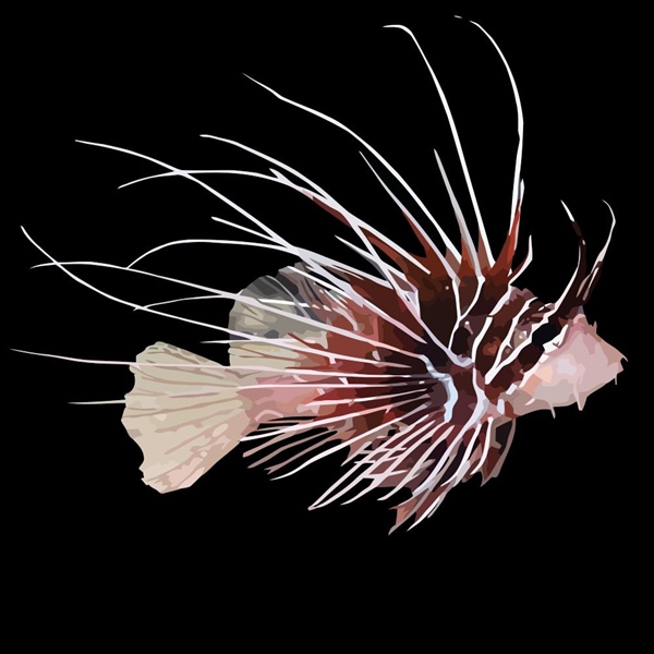 فرشته ماهی کورال بیوتی coral beauty angelfish