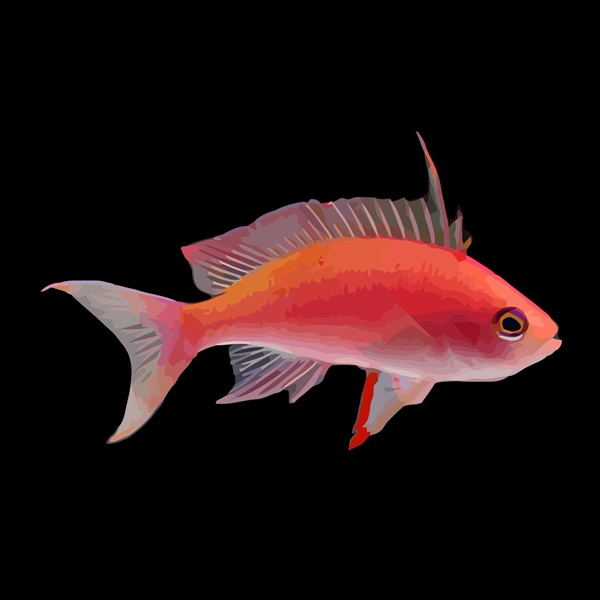 فرشته ماهی کورال بیوتی coral beauty angelfish