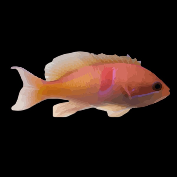 فرشته ماهی کورال بیوتی coral beauty angelfish