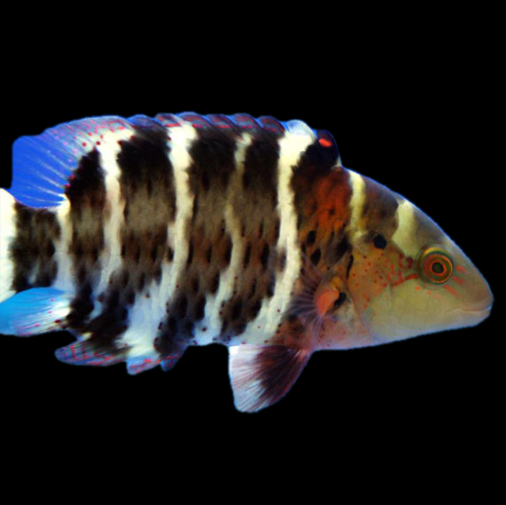 فرشته ماهی کورال بیوتی coral beauty angelfish