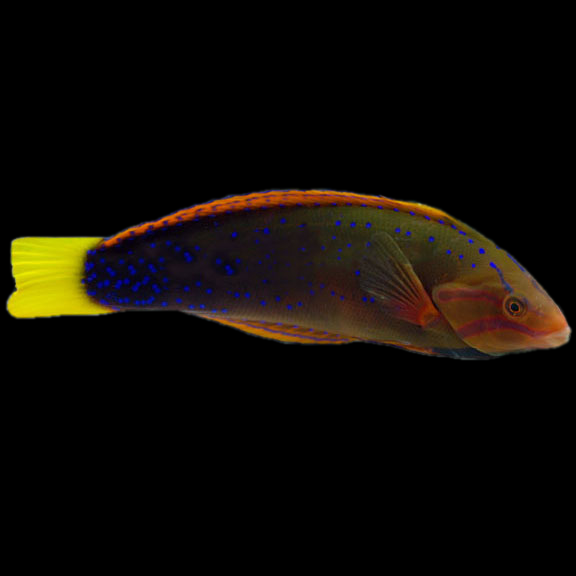 فرشته ماهی کورال بیوتی coral beauty angelfish