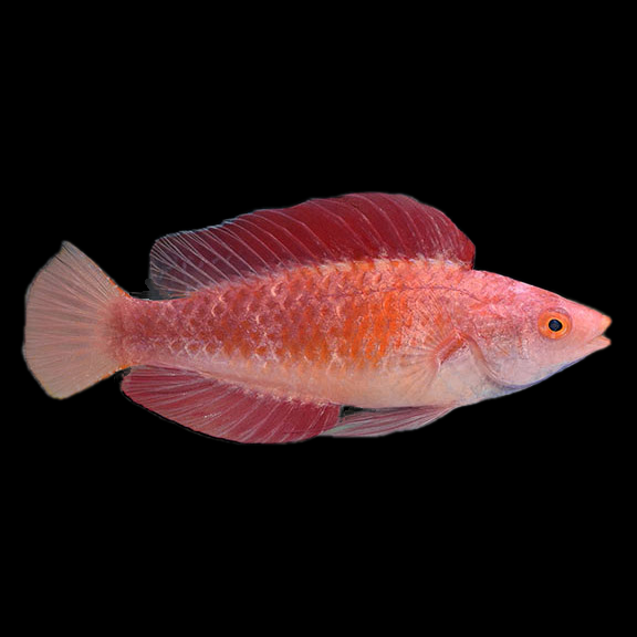 فرشته ماهی کورال بیوتی coral beauty angelfish