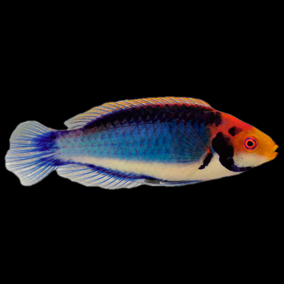 فرشته ماهی کورال بیوتی coral beauty angelfish