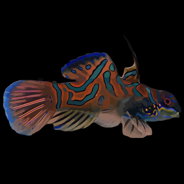 فرشته ماهی کورال بیوتی coral beauty angelfish