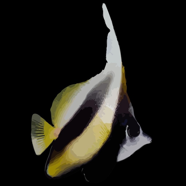 فرشته ماهی کورال بیوتی coral beauty angelfish