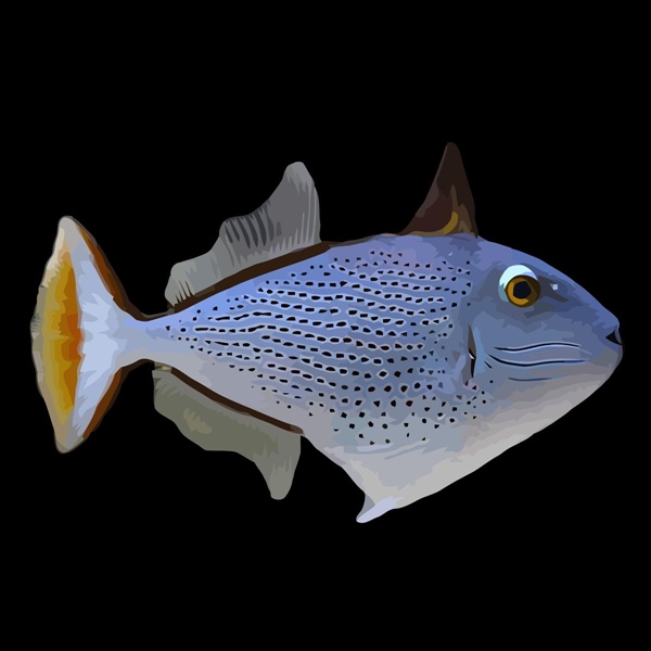 فرشته ماهی کورال بیوتی coral beauty angelfish
