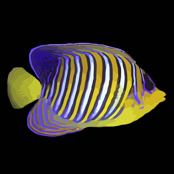 فرشته ماهی کورال بیوتی coral beauty angelfish