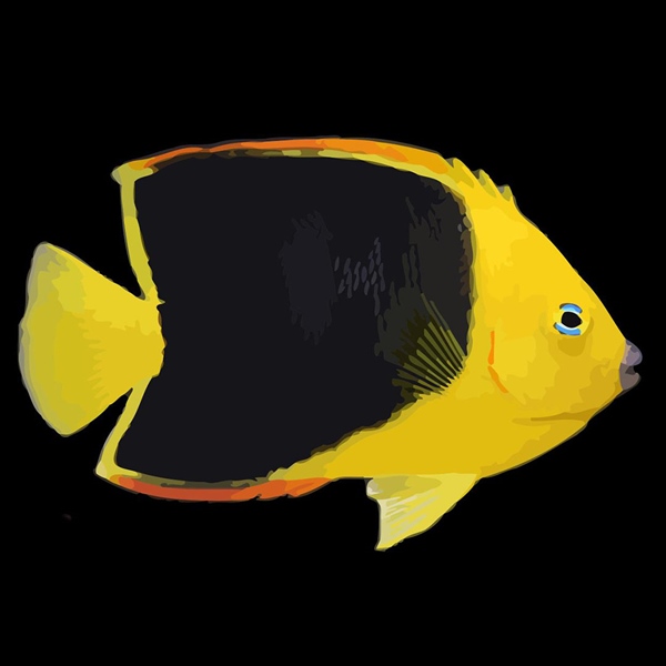 فرشته ماهی کورال بیوتی coral beauty angelfish