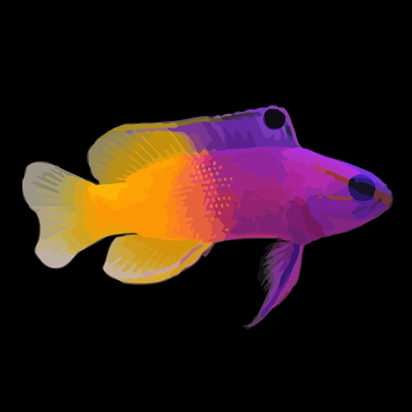 فرشته ماهی کورال بیوتی coral beauty angelfish