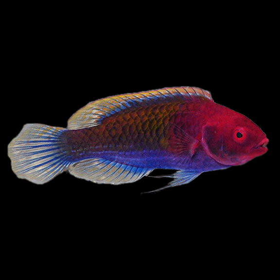 فرشته ماهی کورال بیوتی coral beauty angelfish