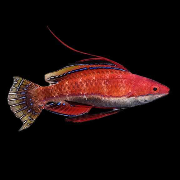 فرشته ماهی کورال بیوتی coral beauty angelfish