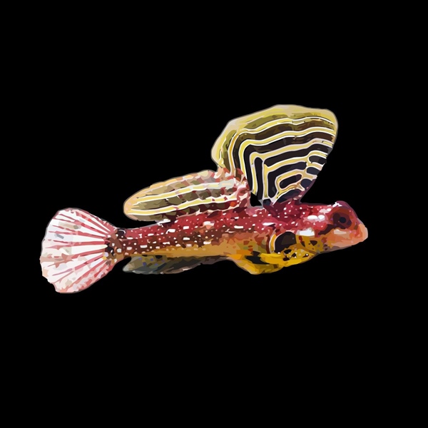 فرشته ماهی کورال بیوتی coral beauty angelfish