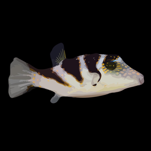 فرشته ماهی کورال بیوتی coral beauty angelfish