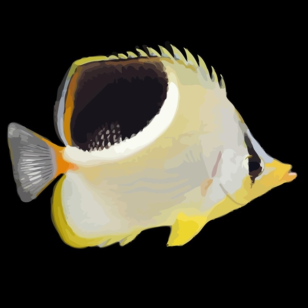 فرشته ماهی کورال بیوتی coral beauty angelfish